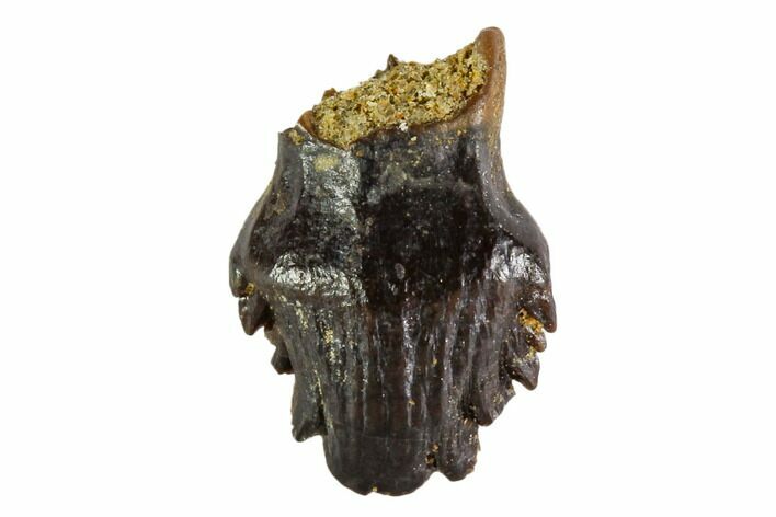 Fossil Ankylosaur Tooth - Montana #108145